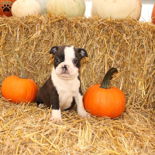 Jeremy, Boston Terrier Puppy